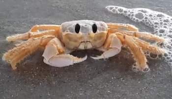 Ed Piotrowski WPDE - Ghost Crab | Facebook