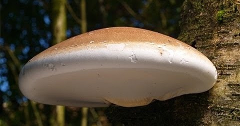 Mountain Mann Survival: Birch Polypore Mushroom Identification & Medicinal Benefits