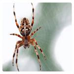 Spider Control Melbourne Profile Picture