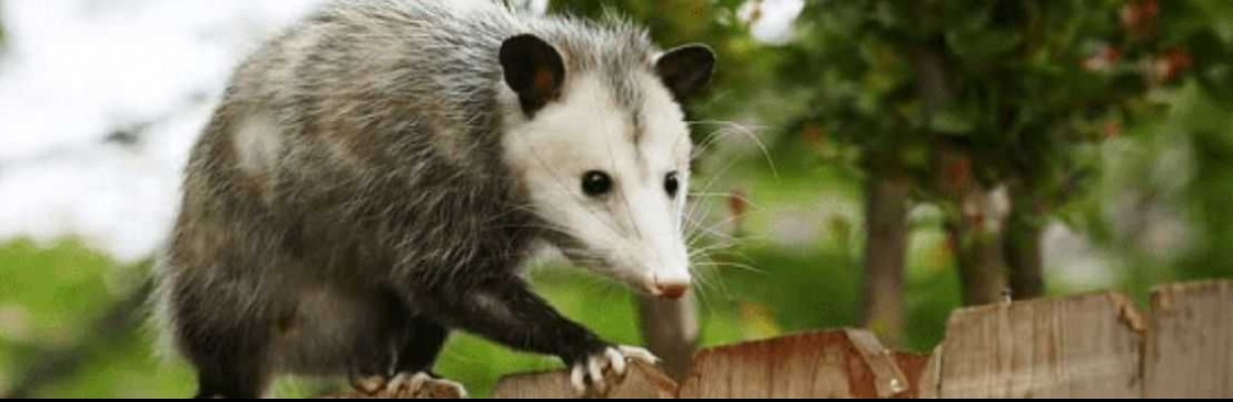 Possum Removal Adelaide Cover Image