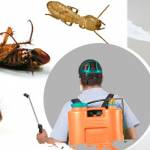 Pest Control Coorparoo Profile Picture