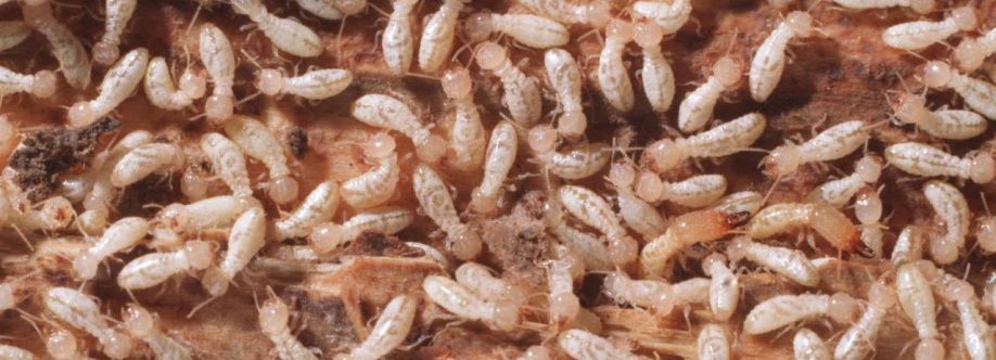 Termite Control Toowoomba Cover Image