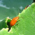 Beetle Control Adelaide Profile Picture