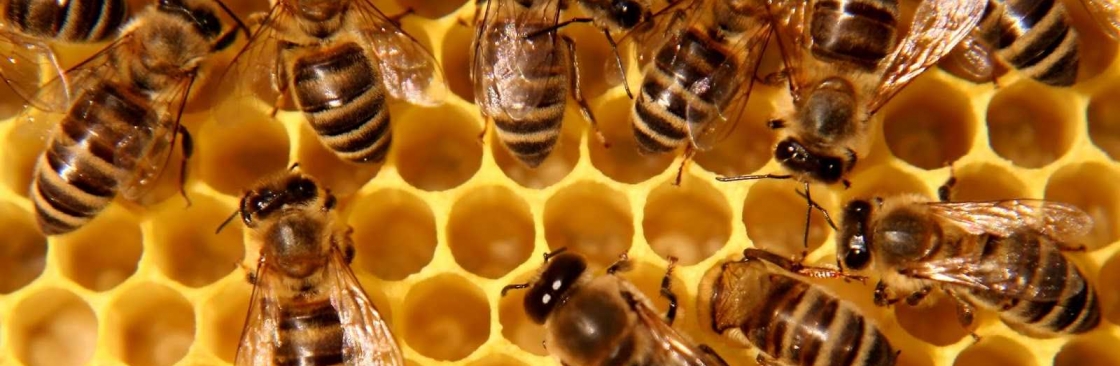Bees Control Canberra Cover Image