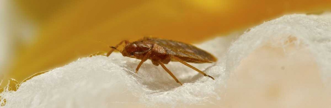 Bed Bug Control Perth Cover Image