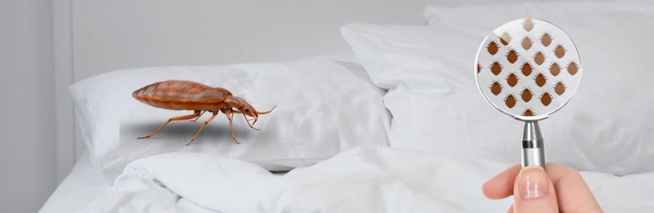 Bed Bug Control Adelaide Cover Image