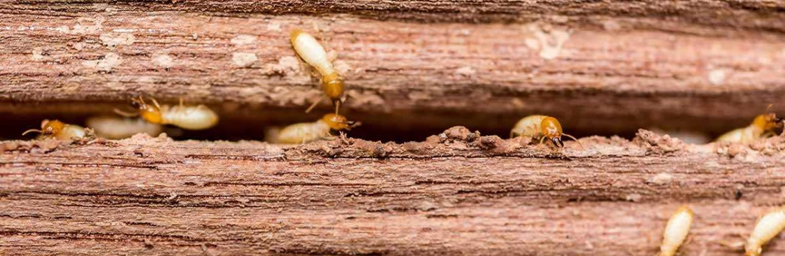 SES Termite Control Melbourne Cover Image