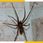 Spider Control Adelaide Profile Picture
