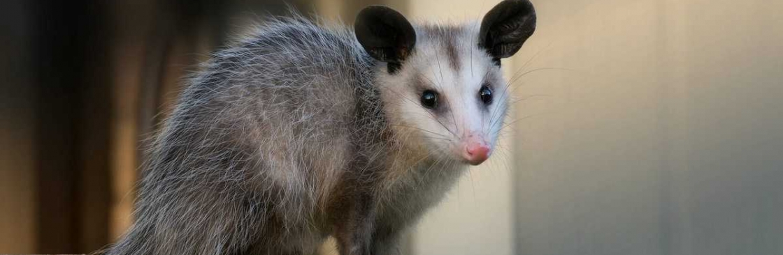 Possum Removal Hobart Cover Image