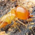 Termite Inspection Gold Coast Profile Picture