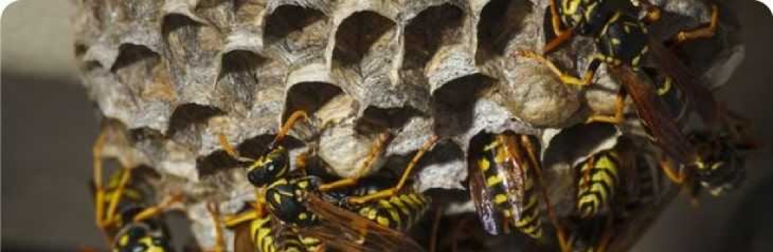 Wasp Removal Melbourne Cover Image