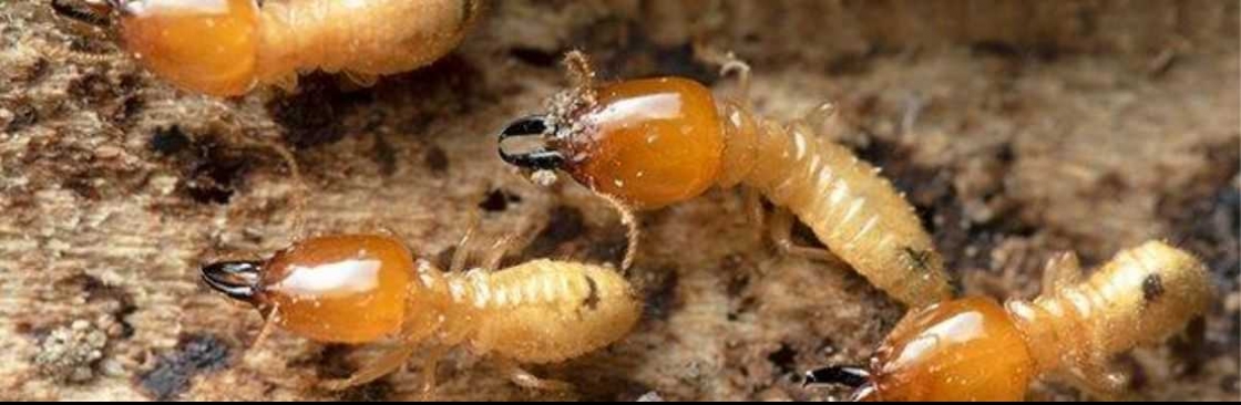 Termite Control Brisbane Cover Image