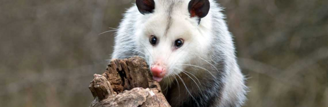 Possum Removal Canberra Cover Image