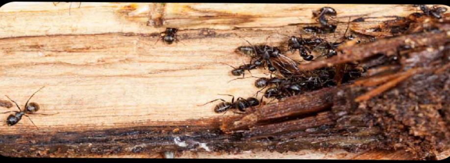 Local Ant Control Melbourne Cover Image