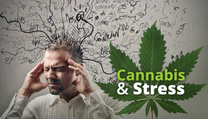 Sativa vs. Indica – Which Is Best For Stress Relief? - Scoop Article