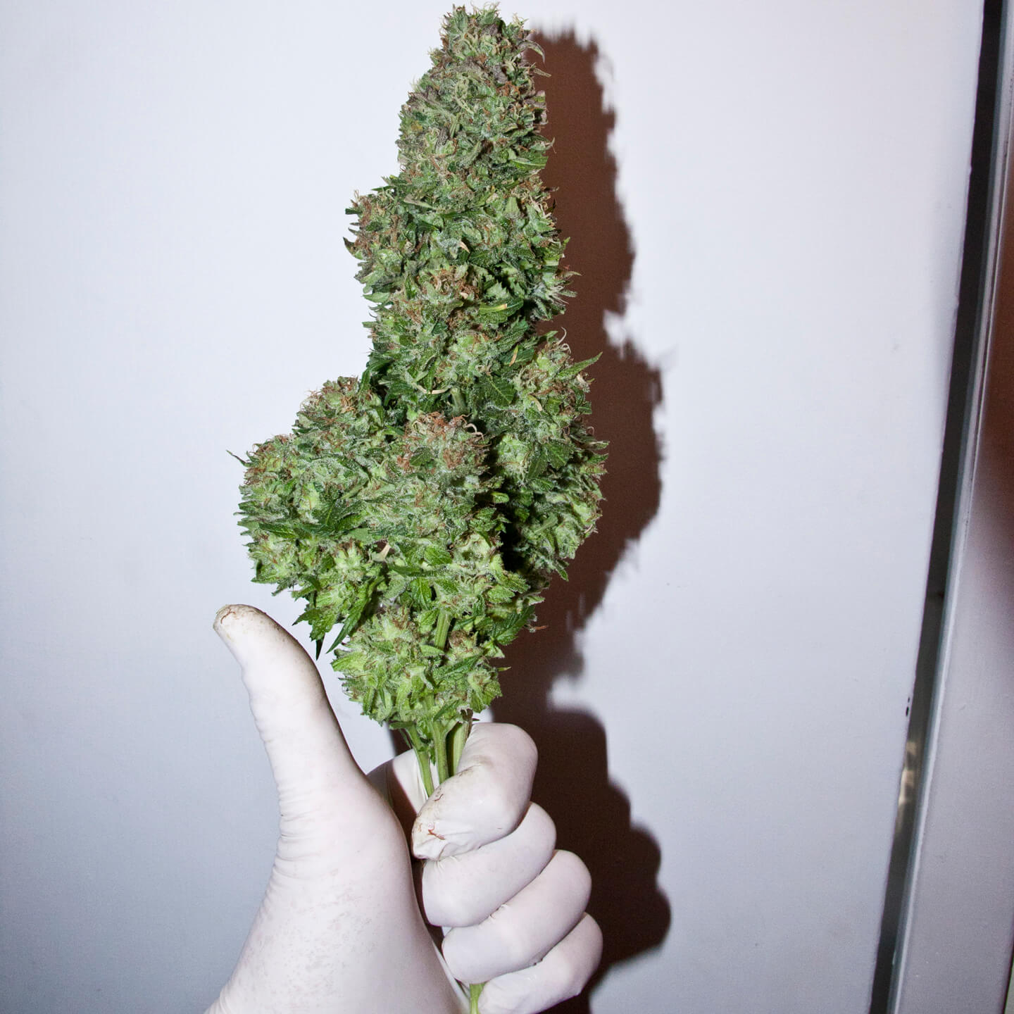 Best BC Roadkill Marijuana Skunk Seeds Canada | OldSchoolBa