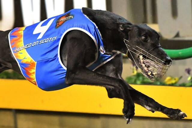 Latest Greyhound Racing Results in Australia | Wagbet