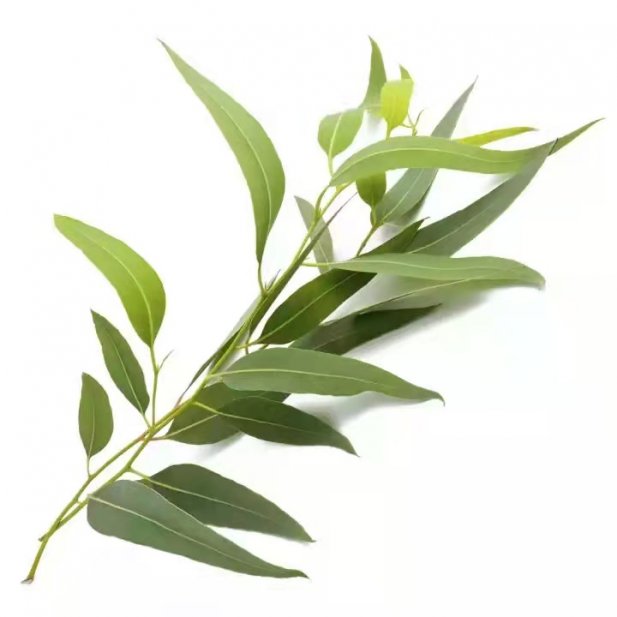 Buy and use the Eucalyptus Oil as per your Healthcare Requirements  Article - ArticleTed -  News and Articles