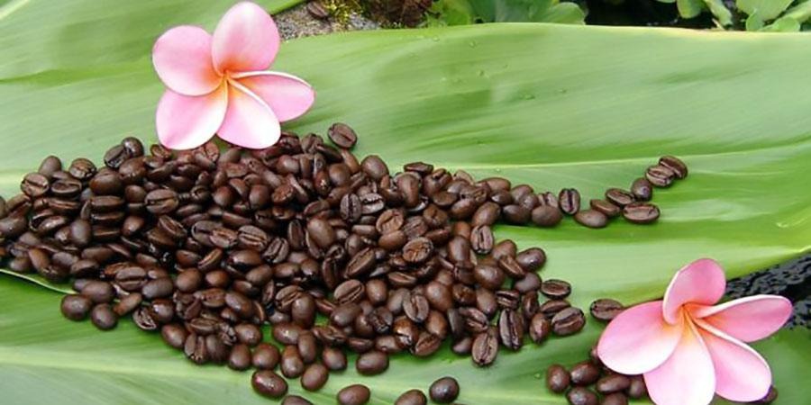 100% Pure Kona Coffee | A Beginner’s Guide – Telegraph