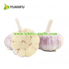 Easy way to pick the best Garlic Suppliers - MY SITE