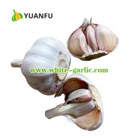 How to find the most reliable garlic exporters on online? - Write on Wall "Global Community of writers"