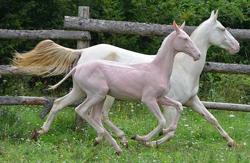 What Is Hairless Horse? Facts | Reasons | History - 2021 - IscreamSundae