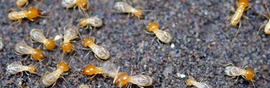 Marks Termite Control Melbourne Cover Image
