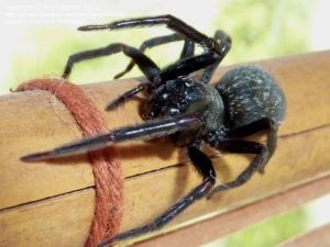 Spider Treatment, Spiders in Melbourne - MR Termite Solutions