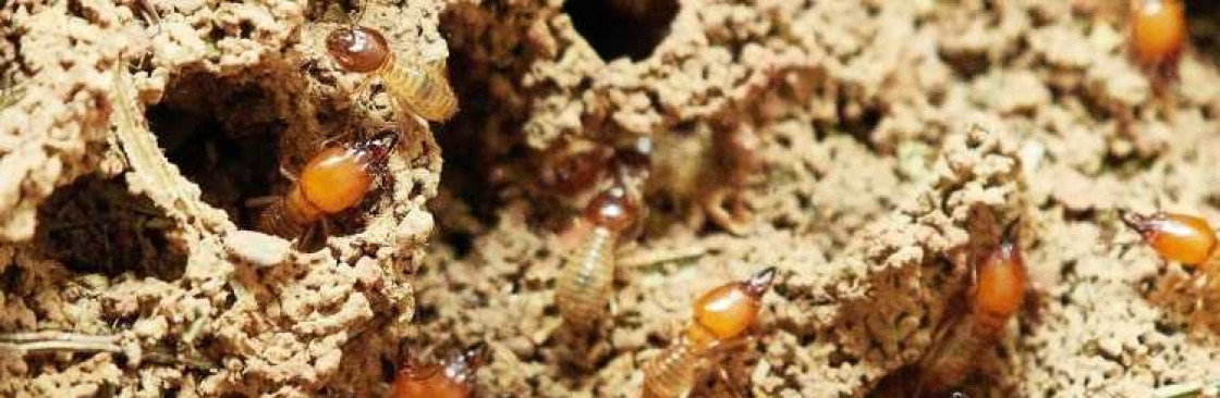 Squeak Termite Control Perth Cover Image