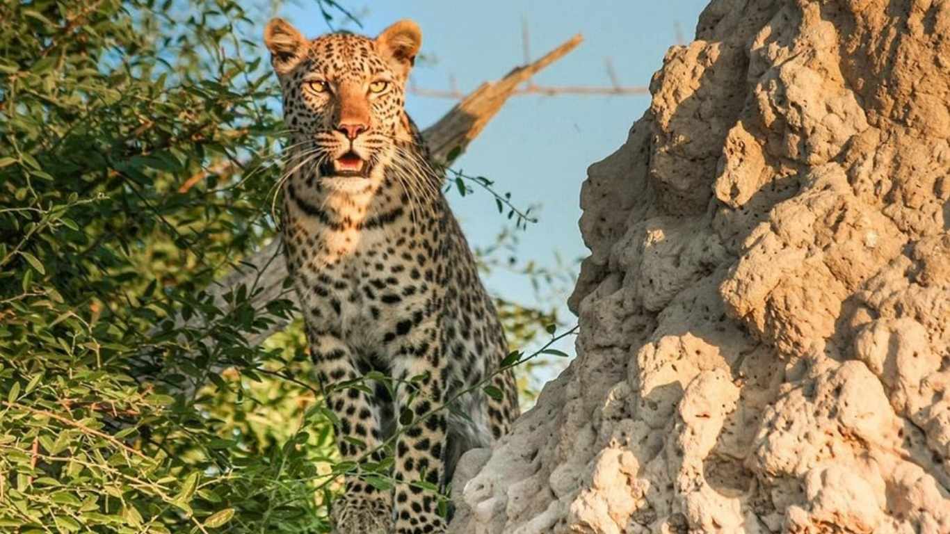 jhalana safari (Jhalana Leopard Safari)