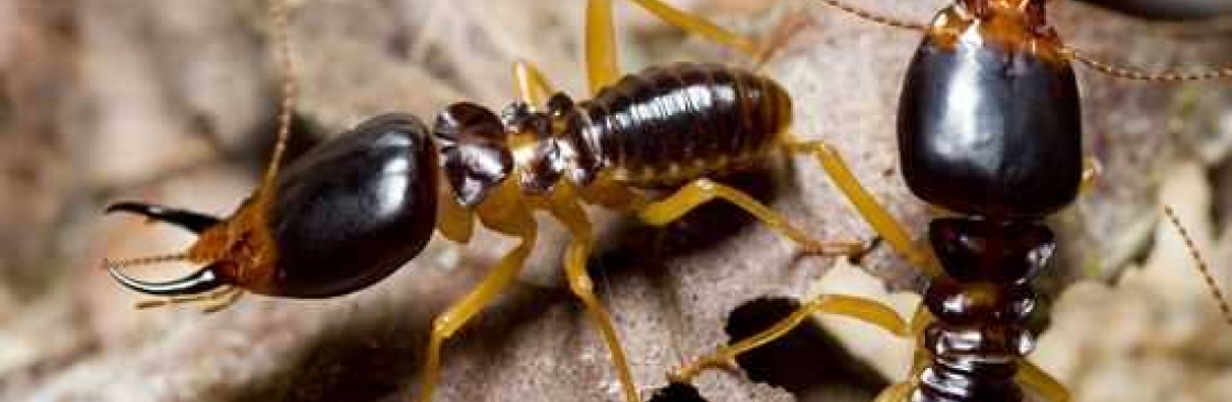 Fast Termite Control Melbourne Cover Image