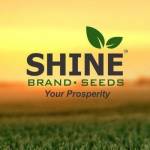 shinebrandseeds seeds profile picture