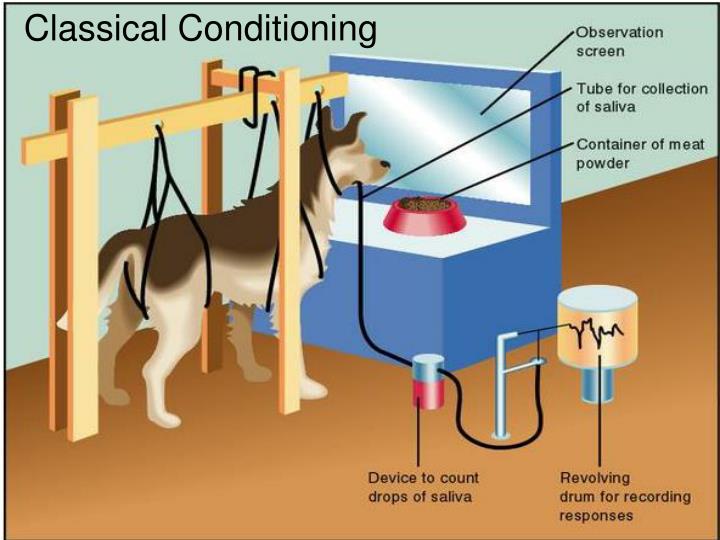 “CLASSICAL CONDITIONING THEORY OF LEARNING” by IVAN PAVLOV: It Makes Your Mouth Water.
