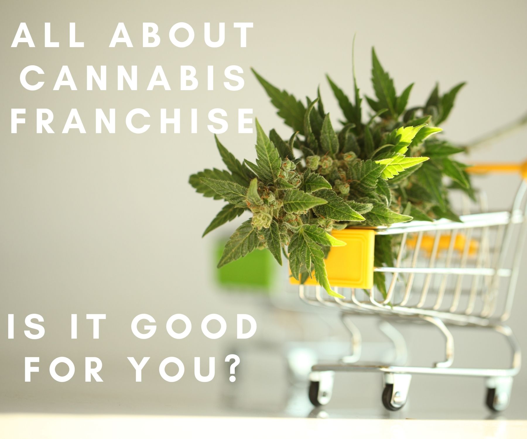 All about Cannabis Franchise - Is it good for you?