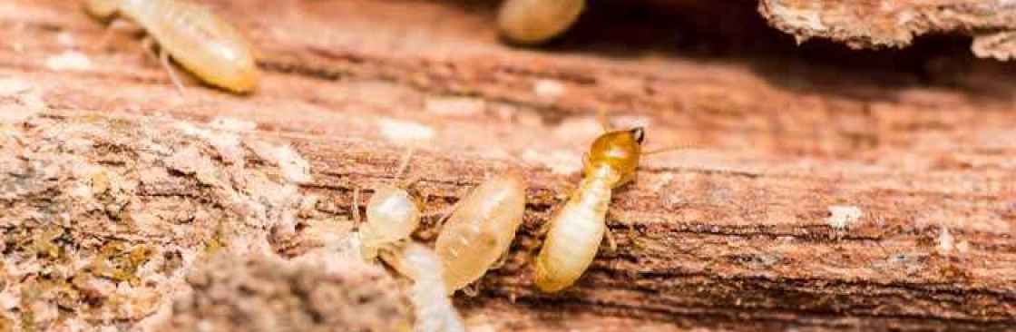 Trusted Termite Control Perth Cover Image