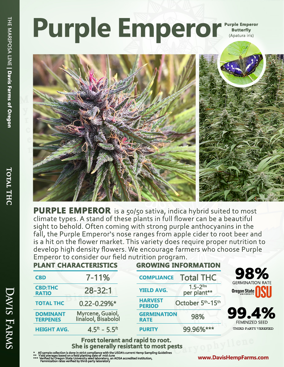 Purple Emperor Feminized Hemp Variety, Seeds For Sale USA