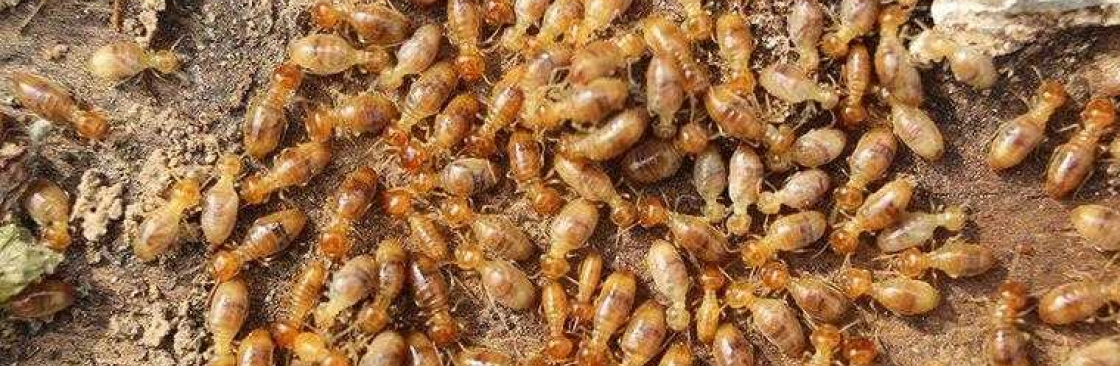 SES Termite Control Hobart Cover Image
