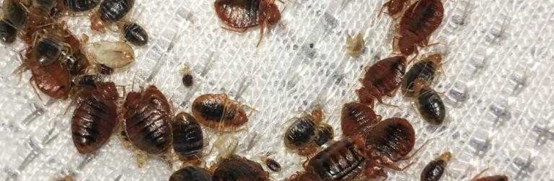 Bed Bugs Control Brisbane Cover Image