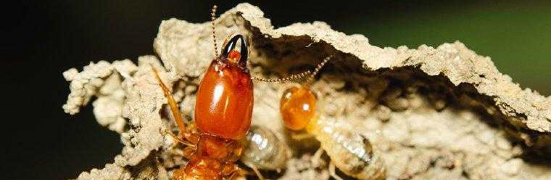 Masters Termite Control Melbourne Cover Image