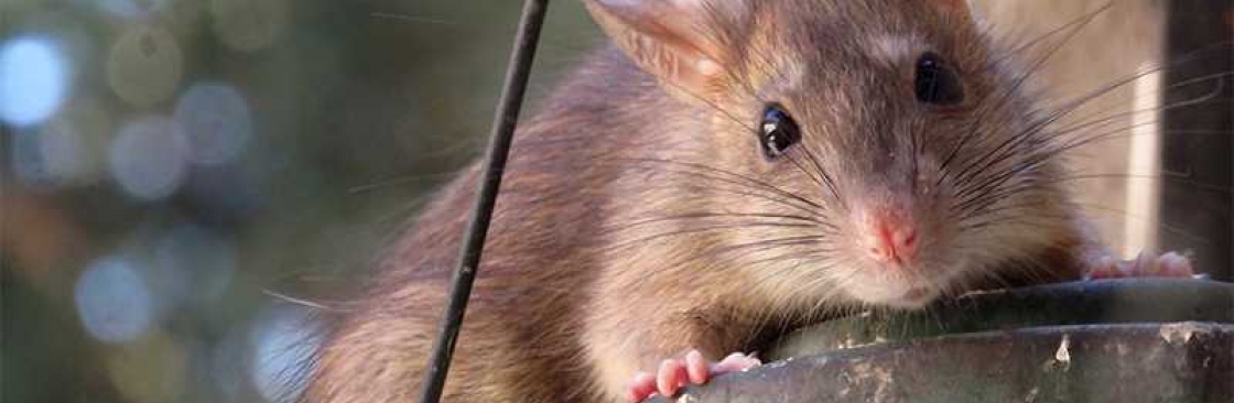 Green Pest Shield Rodent Control Brisbane Cover Image