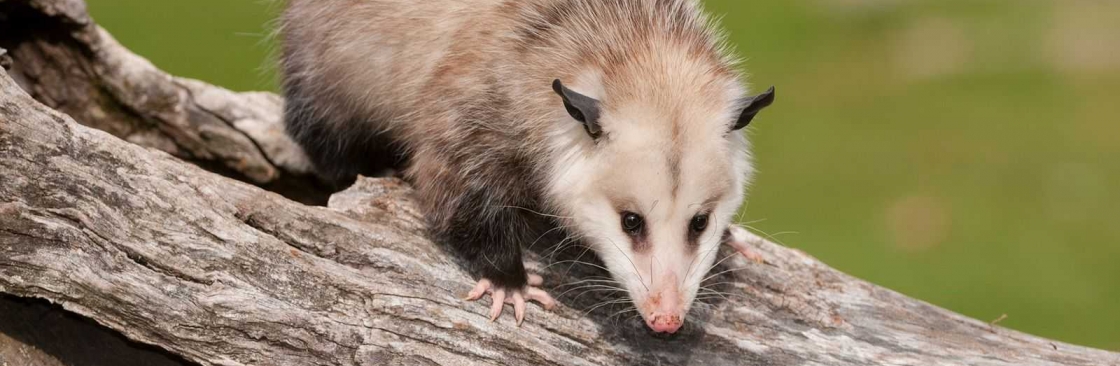 Green Pest Shield Possum Removal Brisbane Cover Image