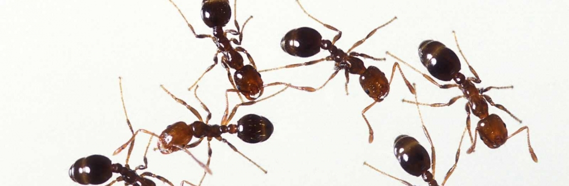 Fast Ant Control Adelaide Adelaide Cover Image