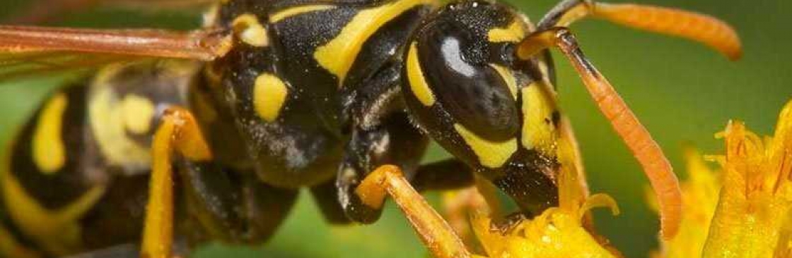 Be Pest Free Wasp Removal Adelaide Cover Image