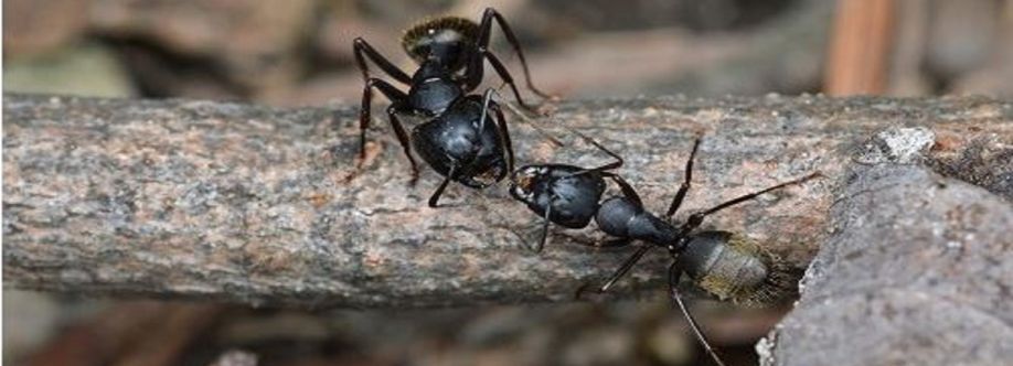 Fast Ant Control Canberra Cover Image