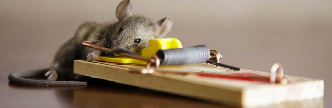 RIP Rodent Control Canberra Cover Image