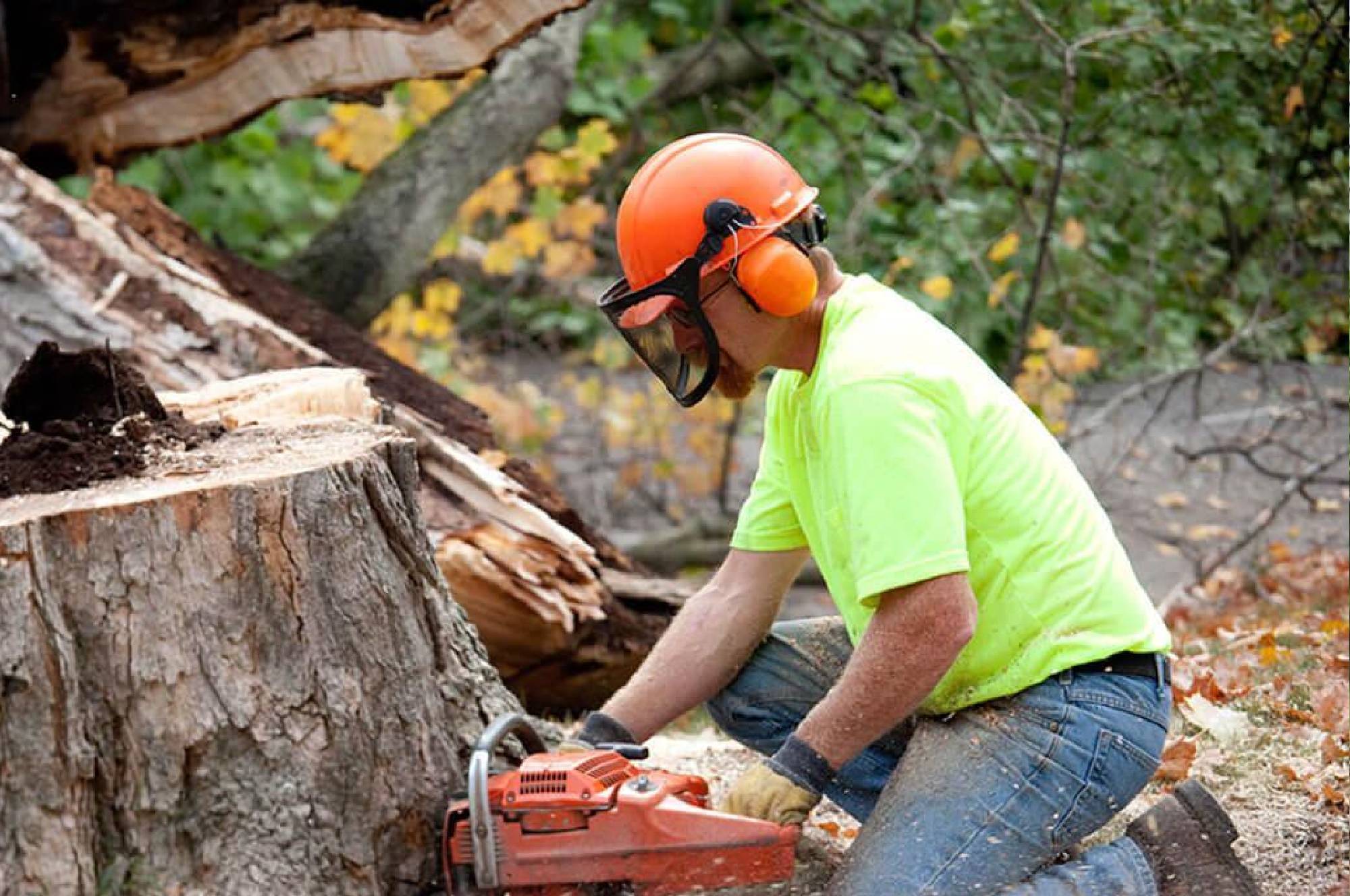 Stump Removal Services in North East Florida - Bluecollarlandservice