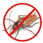 Panther Cockroach Control Brisbane Profile Picture