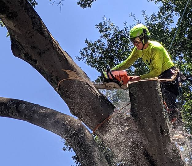 Tree Service Norcross | Tree Removal in Norcross, GA | Tree Trimming | Tree Expertise