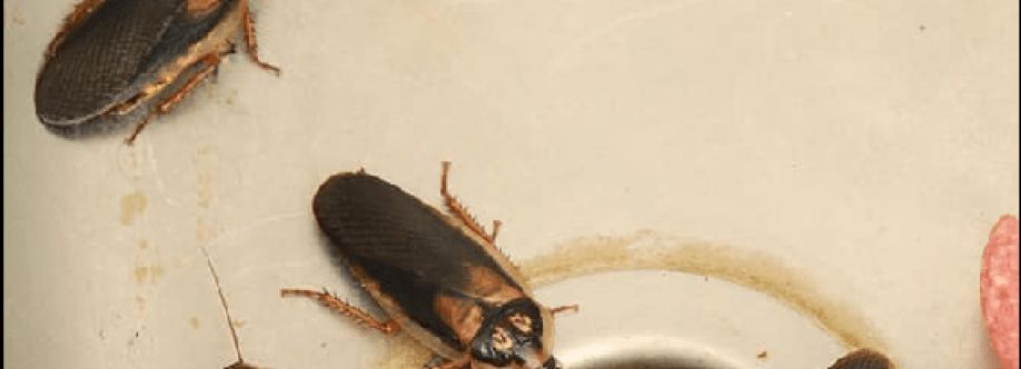 Masters Cockroach Pest Control Cover Image