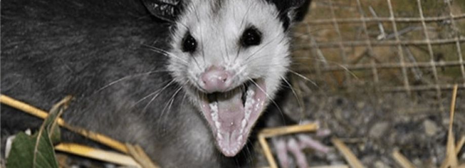 Masters Possum Removal Melbourne Cover Image